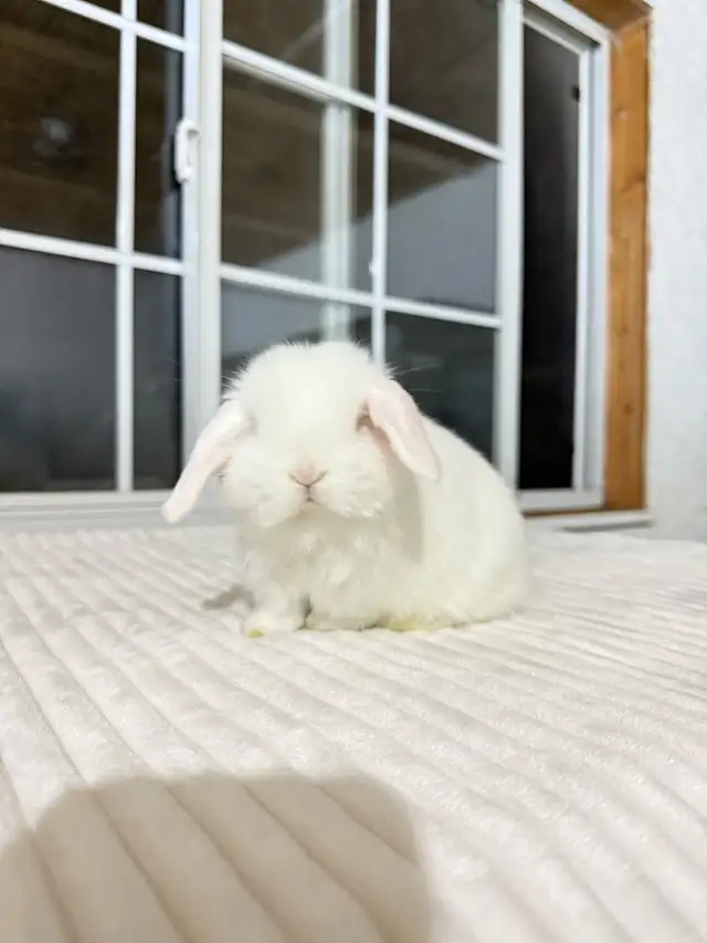 Adorable Holland Lop baby bunnies - Photo 2