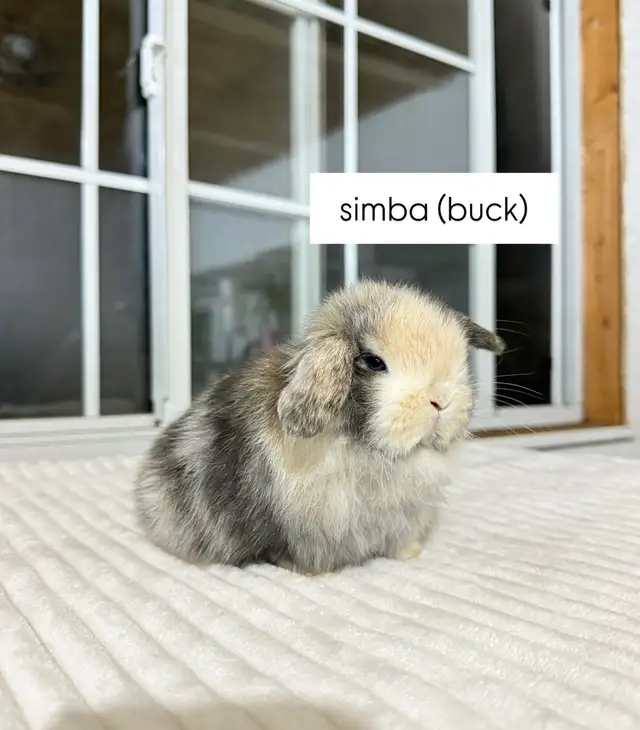 Adorable Holland Lop baby bunnies - Photo 3