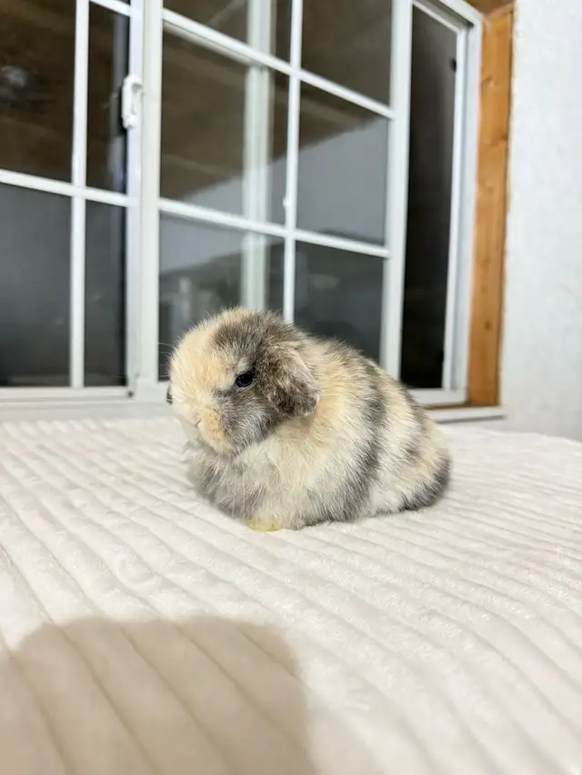 Adorable Holland Lop baby bunnies - Photo 4