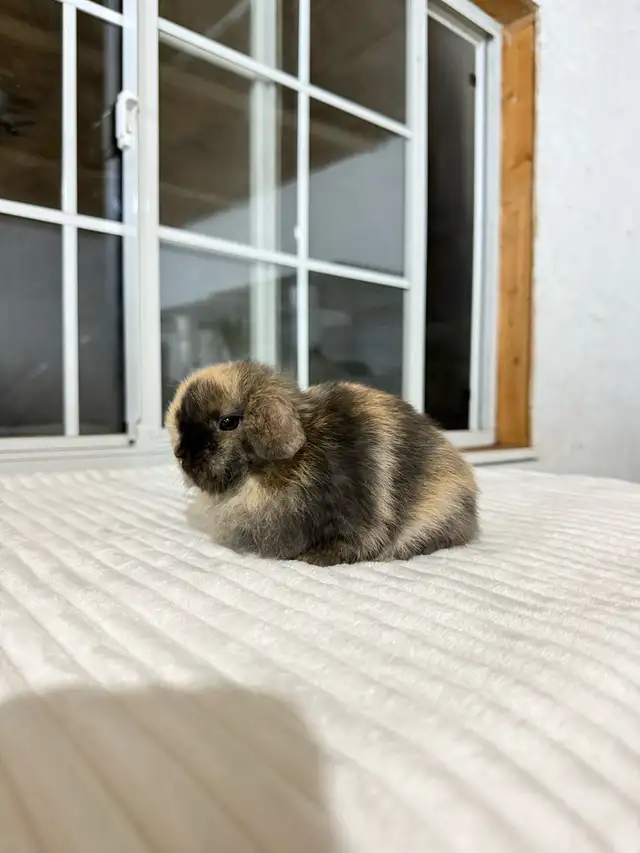 Adorable Holland Lop baby bunnies - Photo 6