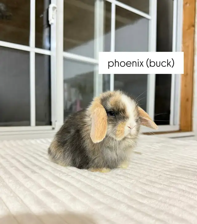 Adorable Holland Lop baby bunnies - Photo 7