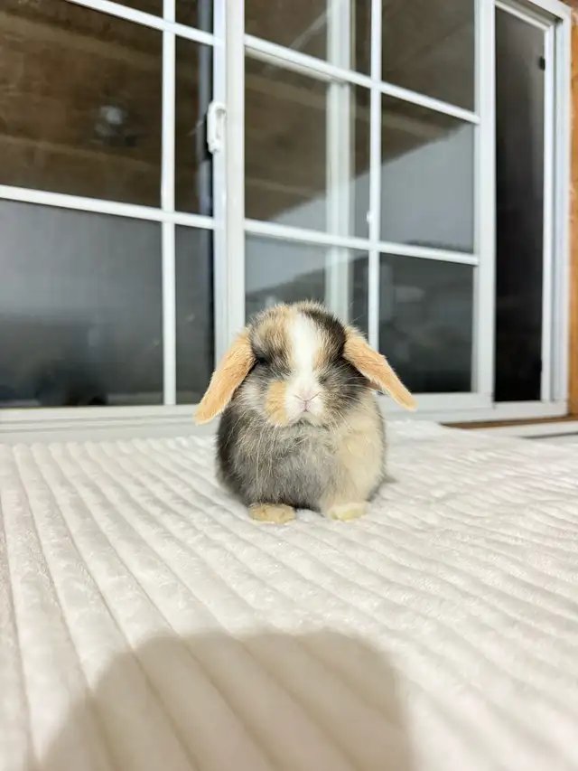 Adorable Holland Lop baby bunnies - Photo 8