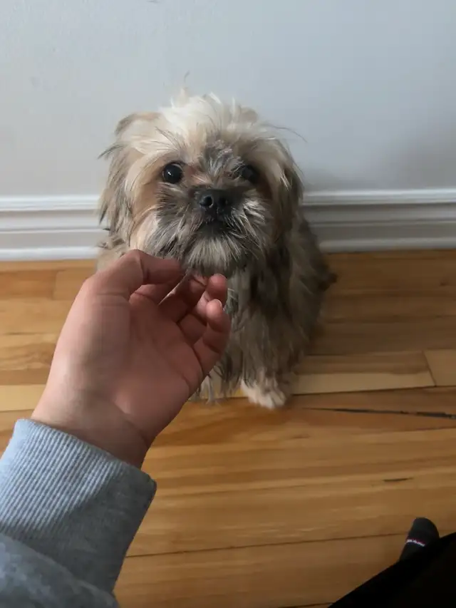 Shih tzu à vendre