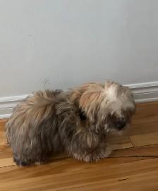 Shih tzu à vendre - Photo 2