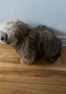 Shih tzu à vendre - Photo 3