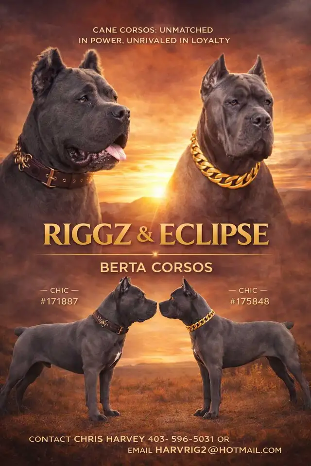 ICCF Cane Corso pups