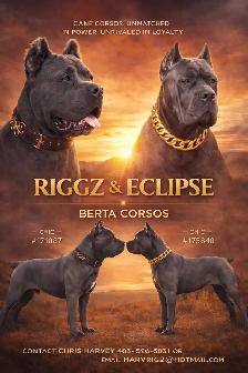 ICCF Cane Corso pups