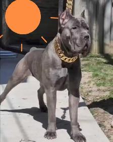 ICCF Cane Corso pups - Photo 5