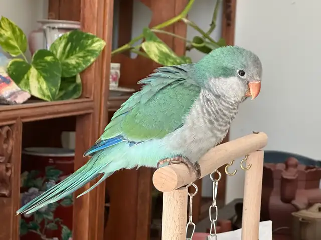 one month turquoise Quaker baby