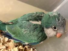 Handfed turquoise Quaker baby