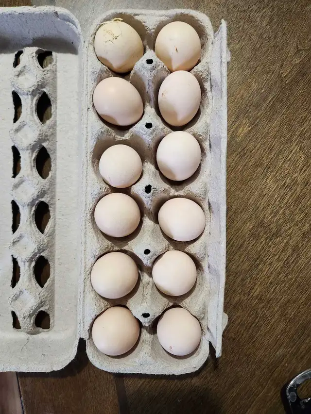Silkie hatching eggs