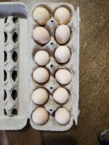 Silkie hatching eggs