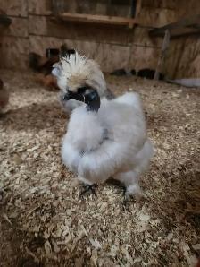 Silkie hatching eggs - Photo 2
