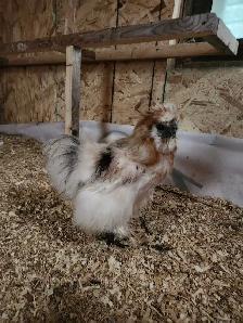 Silkie hatching eggs - Photo 3