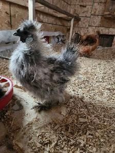Silkie hatching eggs - Photo 4
