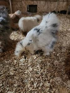 Silkie hatching eggs - Photo 5