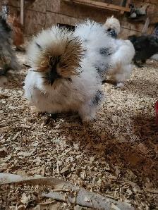 Silkie hatching eggs - Photo 6