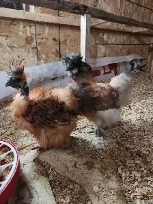 Silkie hatching eggs - Photo 7