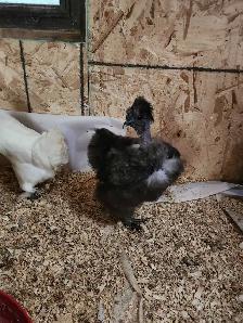 Silkie hatching eggs - Photo 8