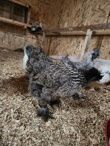 Silkie hatching eggs - Photo 9