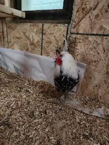 Silkie hatching eggs - Photo 10