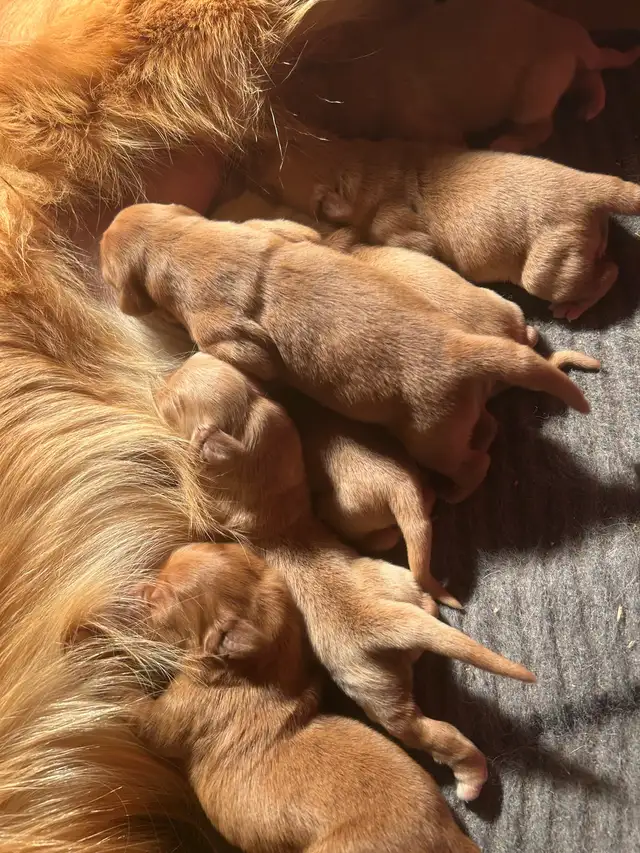 Golden Retrievers Ready in May!