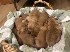 Golden Retrievers Ready in May! - Photo 2