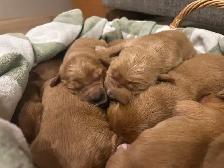 Golden Retrievers Ready in May! - Photo 3