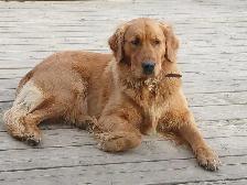 Golden Retrievers Ready in May! - Photo 4