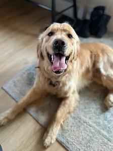 Golden Retrievers Ready in May! - Photo 5