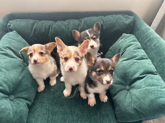 Adorable corgi puppies