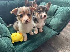 Adorable corgi puppies - Photo 2