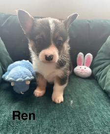 Adorable corgi puppies - Photo 3