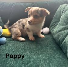 Adorable corgi puppies - Photo 4