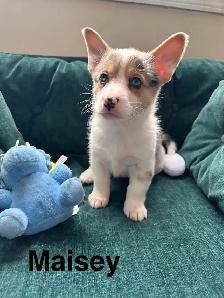 Adorable corgi puppies - Photo 5