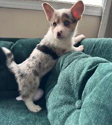 Adorable corgi puppies - Photo 6