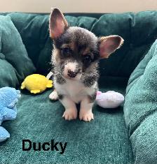 Adorable corgi puppies - Photo 7