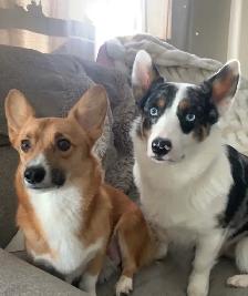 Adorable corgi puppies - Photo 8