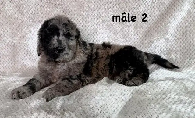 beau chiot goldendoodle