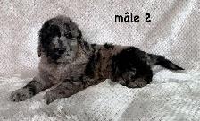 beau chiot goldendoodle