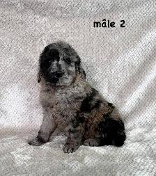 beau chiot goldendoodle - Photo 2