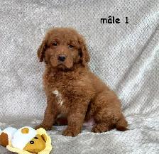 beau chiot goldendoodle - Photo 3