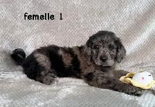 beau chiot goldendoodle - Photo 4