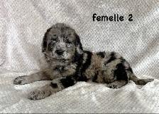 beau chiot goldendoodle - Photo 5