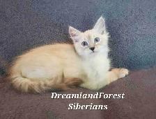 Hypoallergenic TICA Registered Siberian Kitten