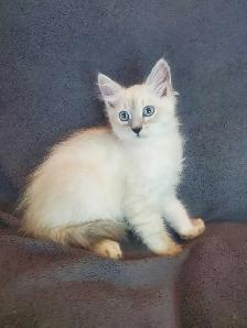 Hypoallergenic TICA Registered Siberian Kitten - Photo 3
