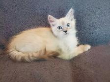 Hypoallergenic TICA Registered Siberian Kitten - Photo 5