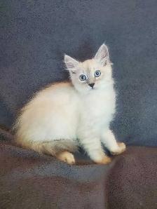 Hypoallergenic TICA Registered Siberian Kitten - Photo 6