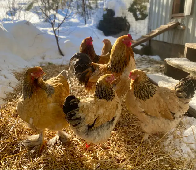 Buff Brahma hatching eggs