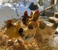 Buff Brahma hatching eggs